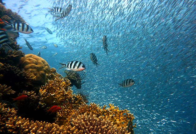 Una festa sott’acqua